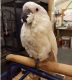 Cockatoo Birds for sale in Columbus, OH, USA. price: NA