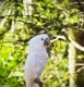Cockatoo Birds for sale in Vancouver, WA, USA. price: $3,688