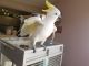 Cockatoo Birds for sale in Miami, FL 33155, USA. price: NA