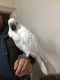 Cockatoo Birds for sale in Indianapolis, IN, USA. price: NA