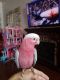 Cockatoo Birds for sale in The Bronx, NY, USA. price: $1,900