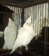 Cockatoo Birds for sale in Fort Pierce, FL, USA. price: $2,500
