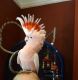 Cockatoo Birds for sale in Central, SC 29630, USA. price: $2,000