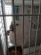 Cockatoo Birds for sale in 11024 W Oklahoma Ave, West Allis, WI 53227, USA. price: NA