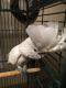 Cockatoo Birds for sale in Hawesville, KY 42348, USA. price: NA
