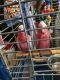 Cockatoo Birds for sale in Whitestone Expy, Queens, NY, USA. price: $700