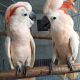 Cockatoo Birds for sale in Houston, TX, USA. price: NA