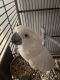 Cockatoo Birds for sale in Spencer, MA, USA. price: $1,000