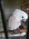 Cockatoo Birds for sale in Kissimmee, FL, USA. price: NA