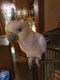 Cockatoo Birds for sale in Pensacola, FL, USA. price: NA