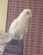 Cockatoo Birds for sale in Fort Pierce, FL, USA. price: $3,000