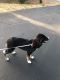 Collie Puppies for sale in San Francisco Bay Area, CA, USA. price: NA