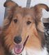Collie Puppies for sale in Riddle, OR 97469, USA. price: NA