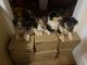 Collie Puppies for sale in 327 Abbott Rd, Barnesville, GA 30204, USA. price: $600