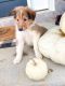 Collie Puppies for sale in Winchester, VA 22601, USA. price: NA