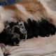 Collie Puppies for sale in Hill City, MN 55748, USA. price: $350
