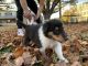 Collie Puppies for sale in Yukon, OK 73099, USA. price: NA