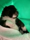 Collie Puppies for sale in Turlock, CA 95382, USA. price: $650