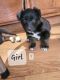 Collie Puppies for sale in Newburgh, IN 47630, USA. price: $150