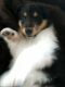 Collie Puppies for sale in Bowling Green, OH, USA. price: $1,500