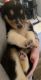 Collie Puppies for sale in Mt Carmel, PA 17851, USA. price: $850