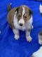 Collie Puppies for sale in San Antonio, TX, USA. price: $800