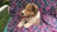 Collie Puppies for sale in Bradenton, FL, USA. price: $1,200