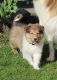 Collie Puppies for sale in Sugarcreek, OH 44681, USA. price: $700