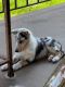 Collie Puppies for sale in Pottstown, PA 19464, USA. price: NA