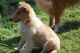 Collie Puppies for sale in Western North Carolina, NC, USA. price: $1,200
