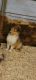 Collie Puppies for sale in Ithaca, MI 48847, USA. price: $450