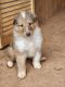 Collie Puppies for sale in Mt Airy, NC 27030, USA. price: $800