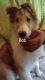 Collie Puppies for sale in Hiddenite, NC 28636, USA. price: NA