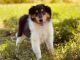 Collie Puppies for sale in St Peters, MO 63303, USA. price: $600