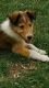Collie Puppies for sale in Wellington, CO 80549, USA. price: $600