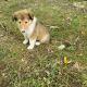 Collie Puppies for sale in Brewster, OH, USA. price: $1,000