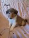 Collie Puppies for sale in Reynoldsburg, OH, USA. price: $1,000