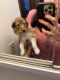 Collie Puppies for sale in Lafayette, IN, USA. price: $750