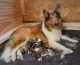 Collie Puppies for sale in Maquoketa, IA, USA. price: $700