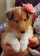 Collie Puppies for sale in Oregon City, OR 97045, USA. price: NA