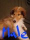 Collie Puppies for sale in Reynoldsburg, OH, USA. price: $500