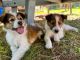 Collie Puppies for sale in Muskegon County, MI, USA. price: $800