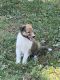 Collie Puppies for sale in Hopkinsville, KY, USA. price: $450