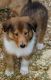 Collie Puppies for sale in Oregon City, OR 97045, USA. price: $950