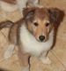 Collie Puppies for sale in Hopkinsville, KY, USA. price: $200