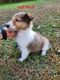 Collie Puppies for sale in Lakeview Heights, KY 40351, USA. price: $200