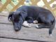 Collie Puppies for sale in Biltmore Lake, NC 28715, USA. price: NA