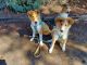Collie Puppies for sale in Oregon City, OR 97045, USA. price: $75,000