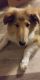 Collie Puppies for sale in Havana Township, IL, USA. price: NA