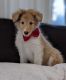 Collie Puppies for sale in Centennial, CO, USA. price: $1,800